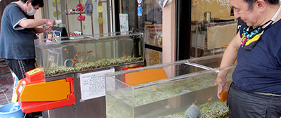 金魚水槽の掃除 写真